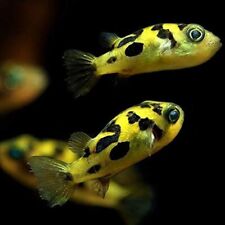 Pack pea puffer for sale  Flower Mound