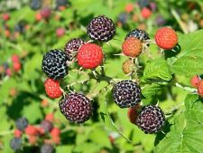 Black raspberry bush for sale  Bois D Arc