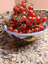 Florida everglades tomato for sale  Jacksonville