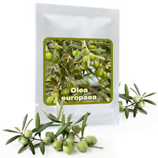 Ulivo-Olive-Olivo 10 semi/Pack (Olea Europaea offre) usato  Spedire a Italy