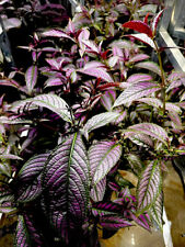 Persian shield plants for sale  Lexington