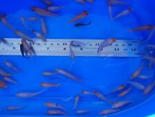 30x young koi for sale  DURHAM