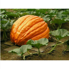 Semi zucca gigante usato  Trappeto