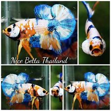 Betta fish hmpk for sale  Shipping to Ireland