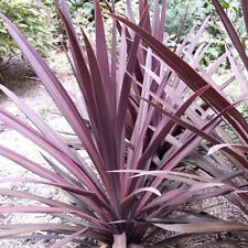 Cordyline australis purpurea for sale  Shipping to Ireland