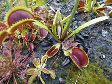 2023-120 Venus Flytrap, semillas Dionaea-Escarlatina, rojo Carolina, pequeño diablo segunda mano  Embacar hacia Argentina