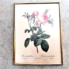Gravure rosa centifolia d'occasion  Biot