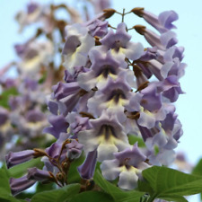 Paulownia tomentosa empress for sale  BECCLES