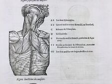 Anatomie muscles 1614 d'occasion  Tuchan