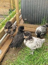 Polish silkie hatching for sale  WINSFORD