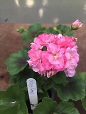 Pelargonium geranium rosebud for sale  NORTHWICH