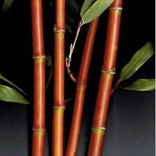 Red temple bamboo for sale  Hawthorne