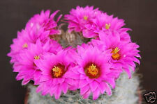 Mammillaria guelzowiana cacti for sale  Miami