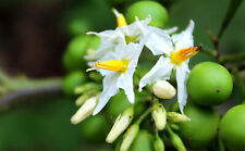 Solanum torvum albero usato  Napoli