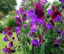 Sweet pea matucana for sale  DERBY