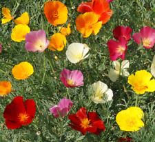 Poppy california formula for sale  Sevierville