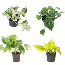 Pothos houseplant collection for sale  GLASGOW
