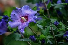 Hibiscus violet d'occasion  Toulouse-