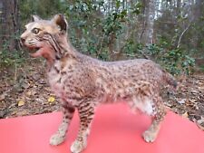 Bobcat taxidermy full for sale  Mandeville