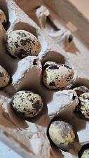 Coturnix quail eggs for sale  West Richland