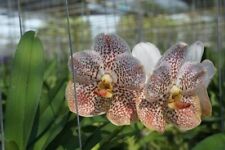 Vanda white orange for sale  Bonita Springs