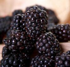 Rubus thornless blackberry for sale  Shipping to Ireland