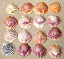 scallop shells for sale  WISBECH