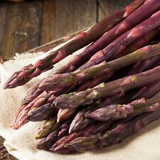 Asparagus pacific purple for sale  UK