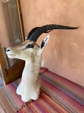 Mounted african gazelle for sale  Santa Fe