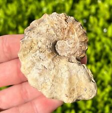 Nice fossil ammonite for sale  Coppell
