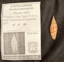 Costellariidae vexillum stainf for sale  Charlottesville