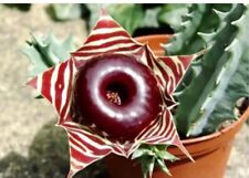 Huernia zebrina unrooted for sale  BURNHAM-ON-SEA