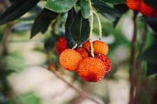 Erdbeerbaum arbutus unedo gebraucht kaufen  Wurzen