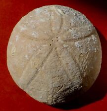 Oursin fossile pliocène d'occasion  Cuxac-d'Aude