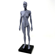 Human skeleton anatomical for sale  Vancouver