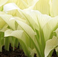 Hosta white feathers for sale  WARWICK