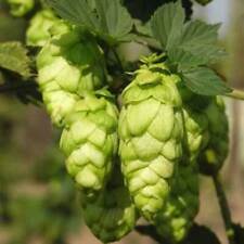 Humulus lupulus semi usato  Reggio Calabria