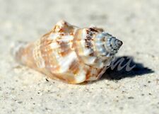 Seashell florida seascape for sale  Watertown