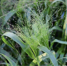Panicum elegans frosted for sale  HALSTEAD
