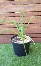 Yucca filamentosa plant d'occasion  Perpignan-