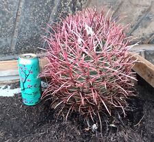 Cactus large red for sale  Victorville