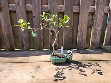 Ficus retusa bonsai for sale  Saint Louis
