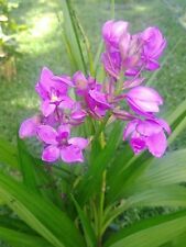 Spathoglottis Purple tropical ground orchid terrestrial exotic blooming  sz for sale  Shipping to South Africa