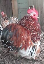 Pekin bantam hatching for sale  KING'S LYNN