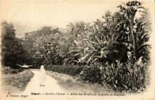 CPA AK ALGERIA Geiser 57 ALGIERS Garden Test Allée Strelitzia Augusta (764875) for sale  Shipping to South Africa