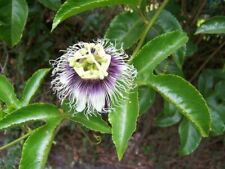 Passion fruit possum for sale  Yucaipa