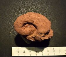 Ammonite lytoceras compressum usato  Vimodrone