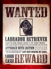 Wanted labrador retriever for sale  Lockport