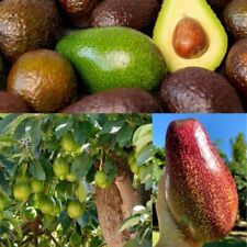 Avocado fruit grafted for sale  Shipping to Ireland
