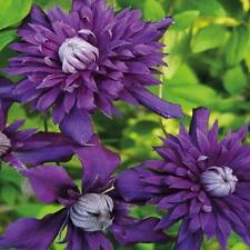 Clematis kokonoe perennial for sale  Shipping to Ireland